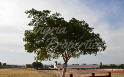 Rustic Land in San Miguel de Salinas with horse stables and business potential